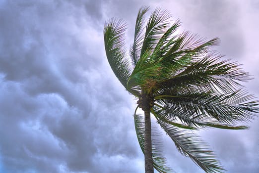 Are Your Pets Prepared for a Hurricane?
