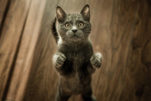 Happy Cat Month: The Teenage Years