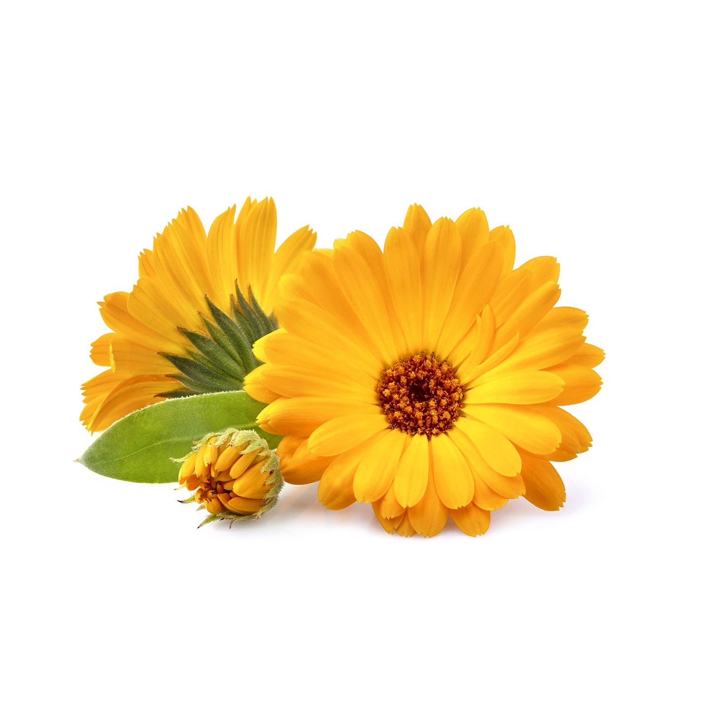 Chamomile Soothing Spa Dog Shampoo - 1 Gal