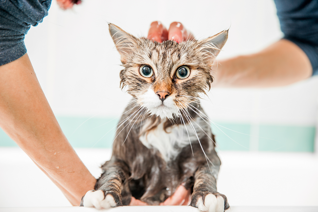 Grooming Your Pet: What Your Groomer Would Say